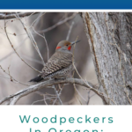 Woodpeckers In Oregon