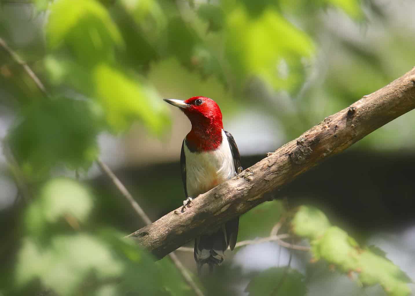 Red-Headed Woodpeckers