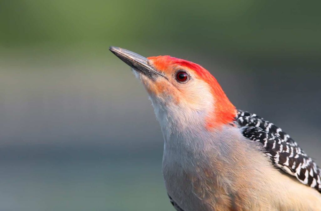 Woodpeckers In Ohio