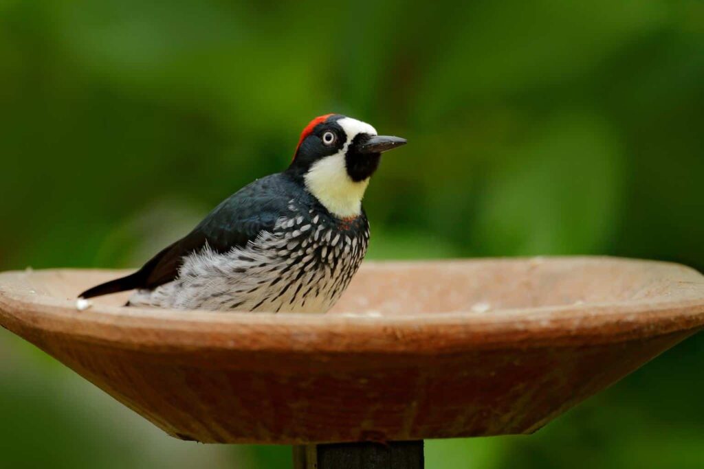 Woodpeckers In Oregon