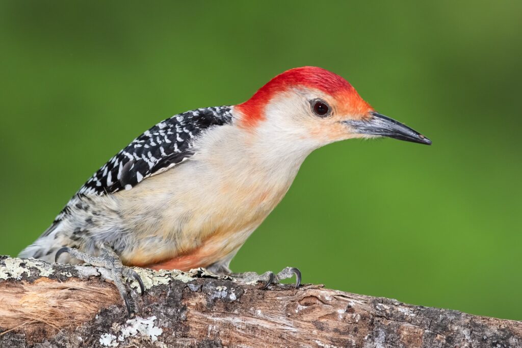 Woodpeckers In South Carolina