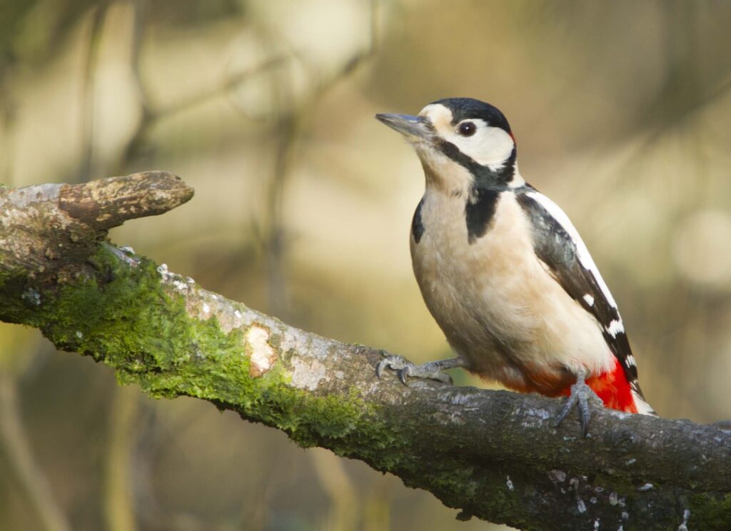 Woodpeckers In Tennessee