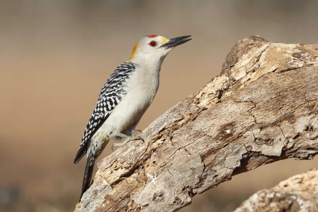 Woodpeckers In Texas
