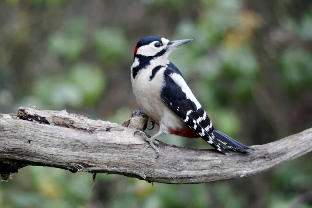 Woodpeckers In Vermont