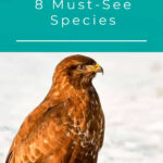 1 Hawks In Delaware 8 Must See Species