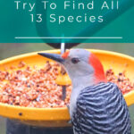 1 Woodpeckers In Nebraska Try To Find All 13 Species
