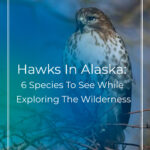 10 Hawks In Alaska
