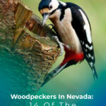 10 Woodpeckers In Nevada 14 Of The States Most Common Species