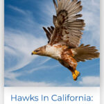 2 Hawks In California