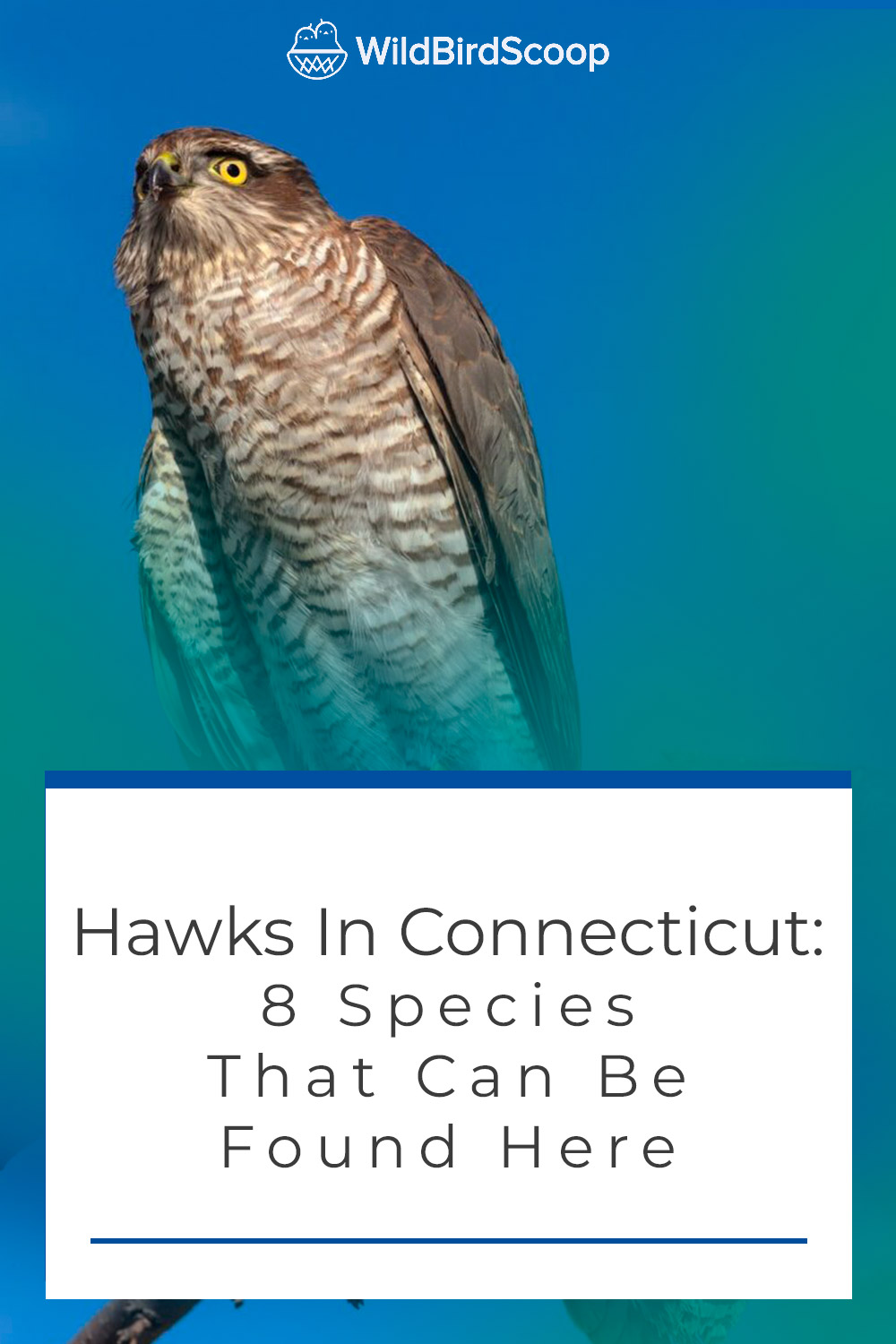 Hawks In Connecticut: 8 Majestic Bird Species In New England – JYZXLK