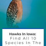 2 Hawks In Iowa Find All 10 Species In The Hawkeye State
