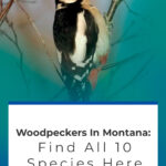 2 Woodpeckers In Montana Find All 10 Species Here