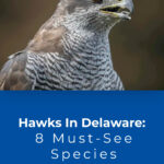 3 Hawks In Delaware 8 Must See Species