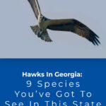3 Hawks In Georgia 9 Species Youve Got To See In This State