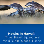 3 Hawks In Hawaii The Few Species You Can Spot Here