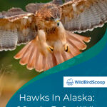 4 Hawks In Alaska