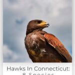 4 Hawks In Connecticut 8 Species That Can Be Found Here
