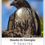 4 Hawks In Georgia 9 Species Youve Got To See In This State