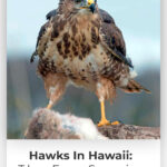 4 Hawks In Hawaii The Few Species You Can Spot Here