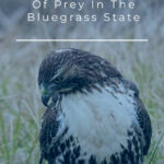 4 Hawks In Kentucky Spot All 7 Birds Of Prey In The Bluegrass State