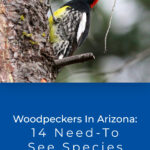 Woodpeckers In Arizona