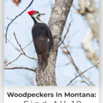 4 Woodpeckers In Montana Find All 10 Species Here