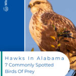 5 Hawks In Alabama