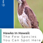 5 Hawks In Hawaii The Few Species You Can Spot Here