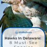 6 Hawks In Delaware 8 Must See Species
