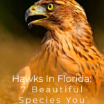 Hawks In Florida