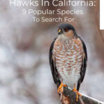 7 Hawks In California