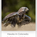 7 Hawks In Colorado 9 Birds Of Prey Species To Behold