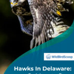 7 Hawks In Delaware 8 Must See Species