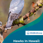 8 Hawks In Hawaii The Few Species You Can Spot Here