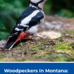 Woodpeckers In Montana