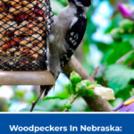 8 Woodpeckers In Nebraska Try To Find All 13 Species
