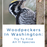 Woodpeckers In Washington