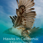 9 Hawks In California