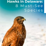 9 Hawks In Delaware 8 Must See Species