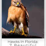 9 Hawks In Florida 7 Beautiful Species You Cant Miss