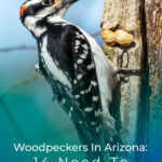 9 Woodpeckers In Arizona 14 Need To See Species