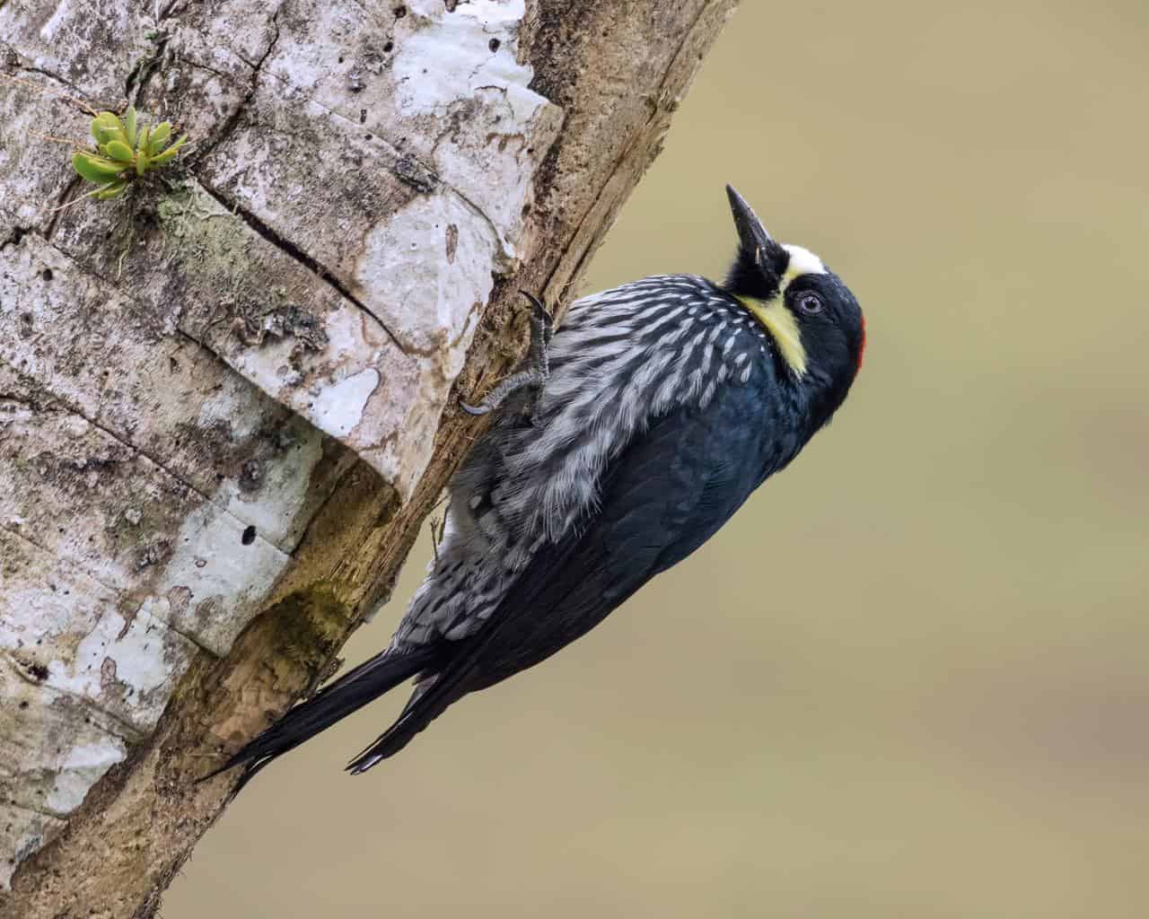 Acorn Woodpecker