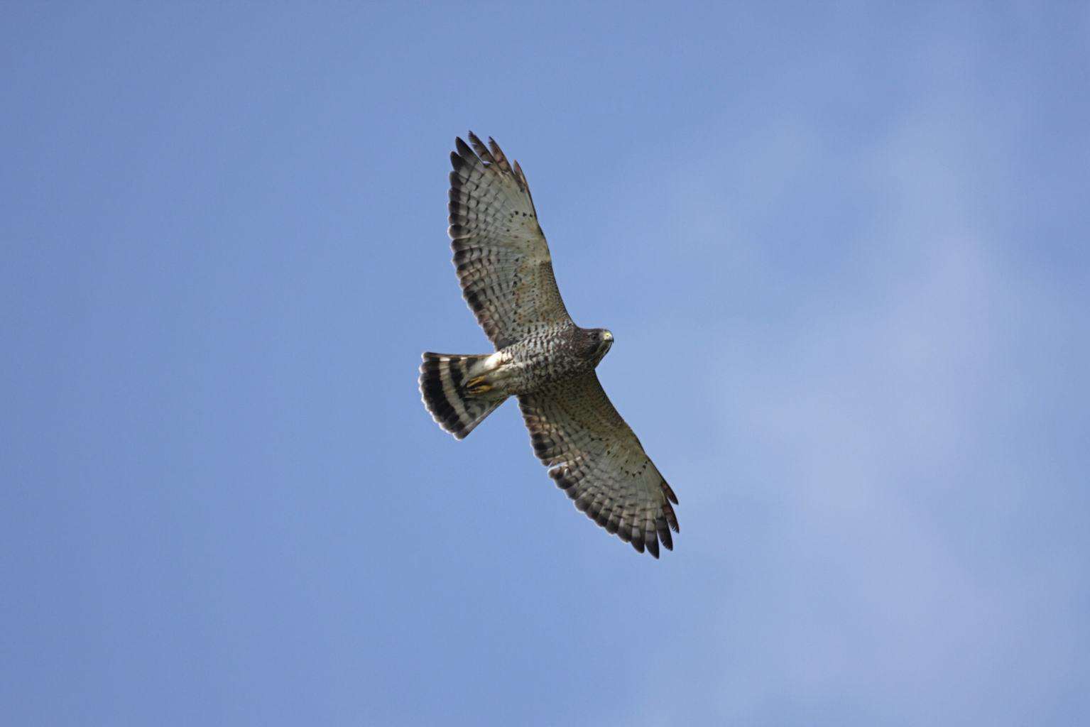 Broad-Winged Hawk