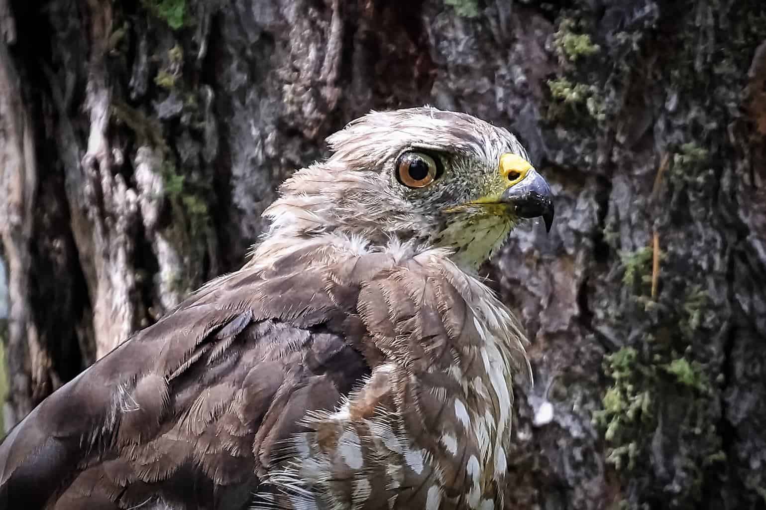 Broad-winged Hawk 