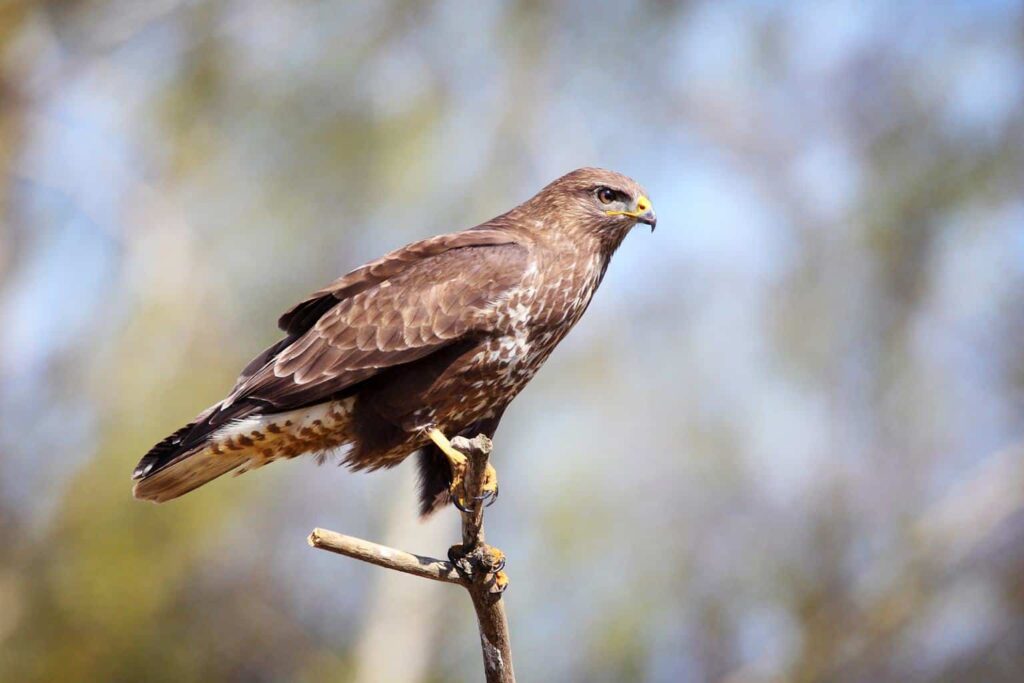 Hawks In Idaho