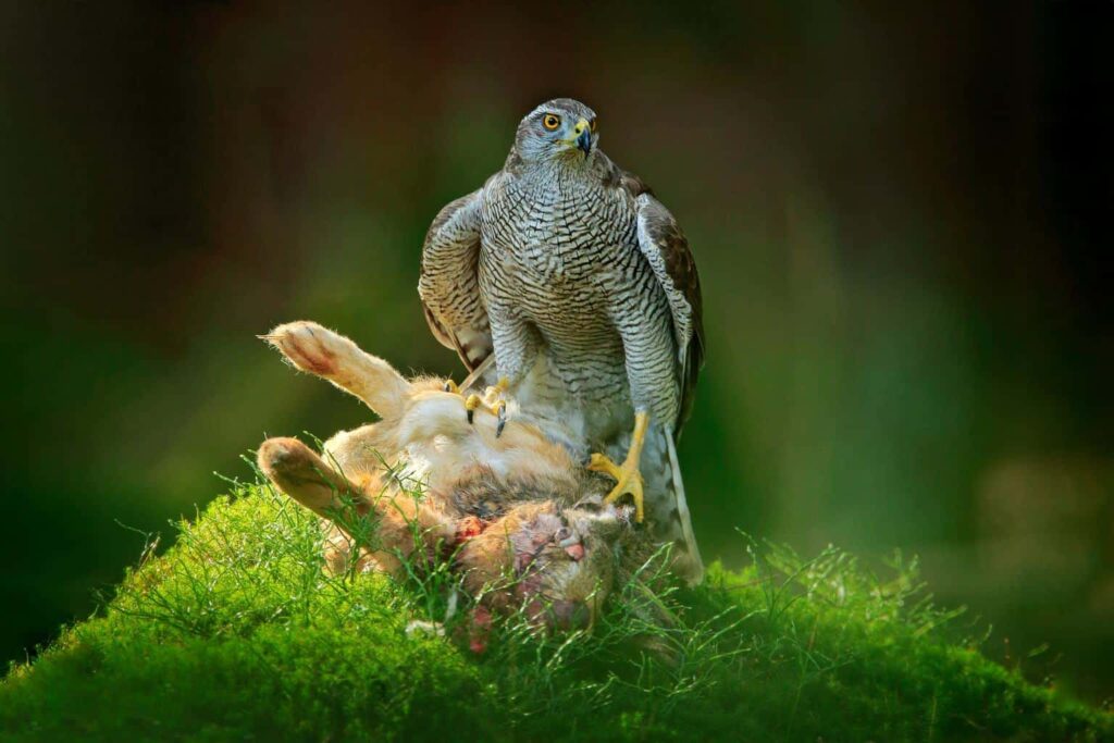 Hawks In Kentucky