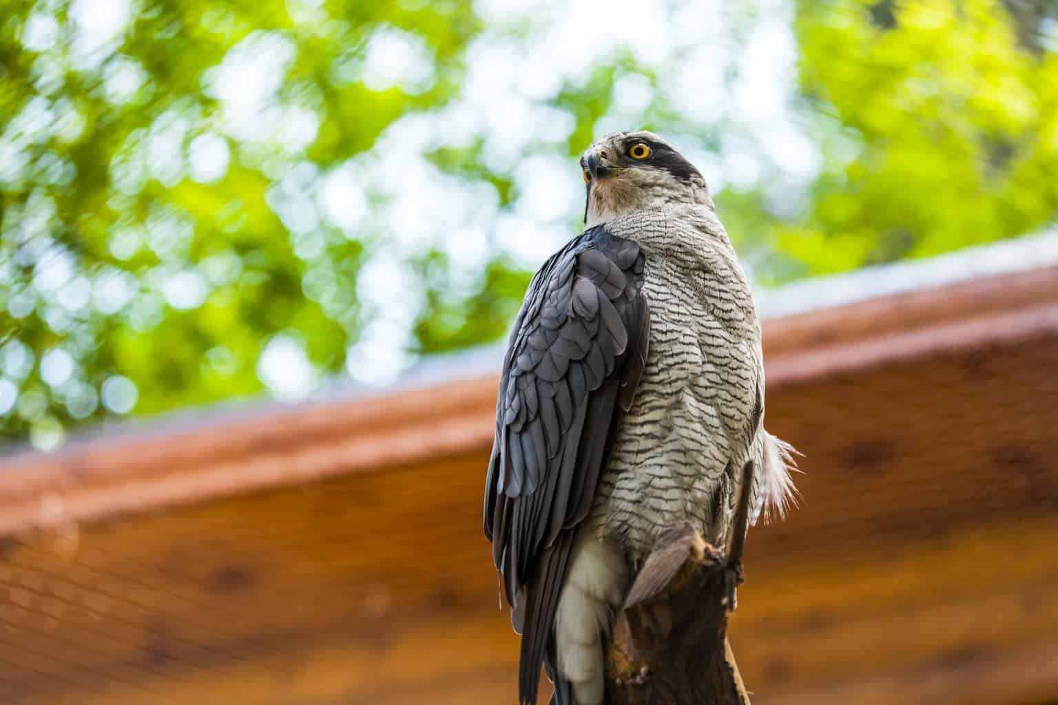 Northern Goshawk