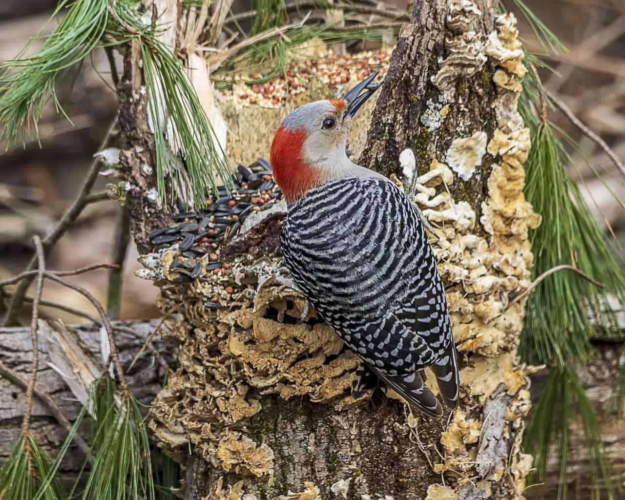 Red-Bellied Woodpecker