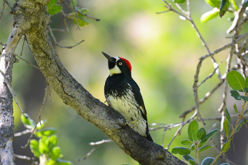 Woodpeckers In California
