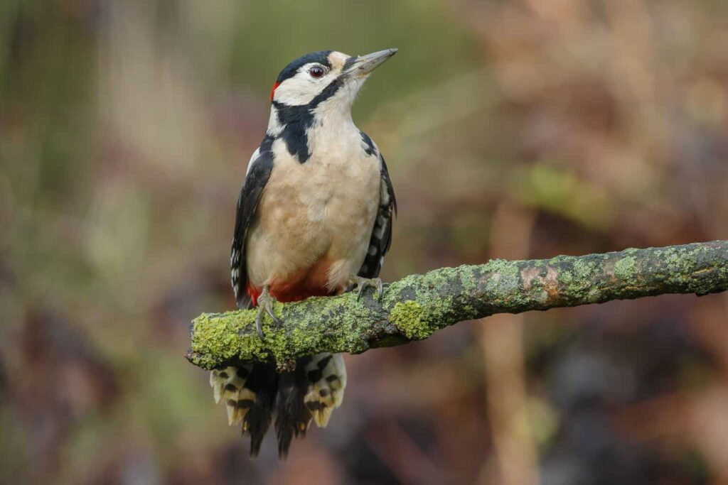 Woodpeckers In Nevada
